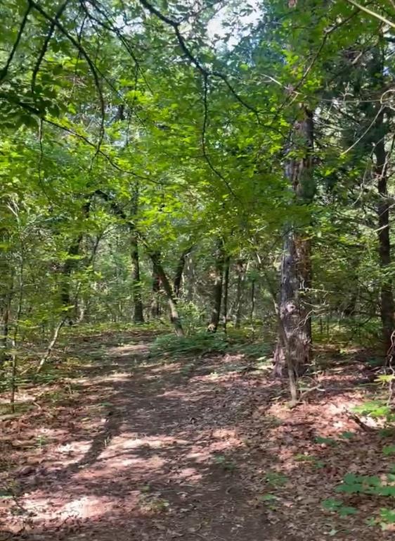 4571 Running Branch Road Aubrey, TX 76227 - Photo 21 of 26 Wooded acreage with a natural path, mature trees, and abundant foliage