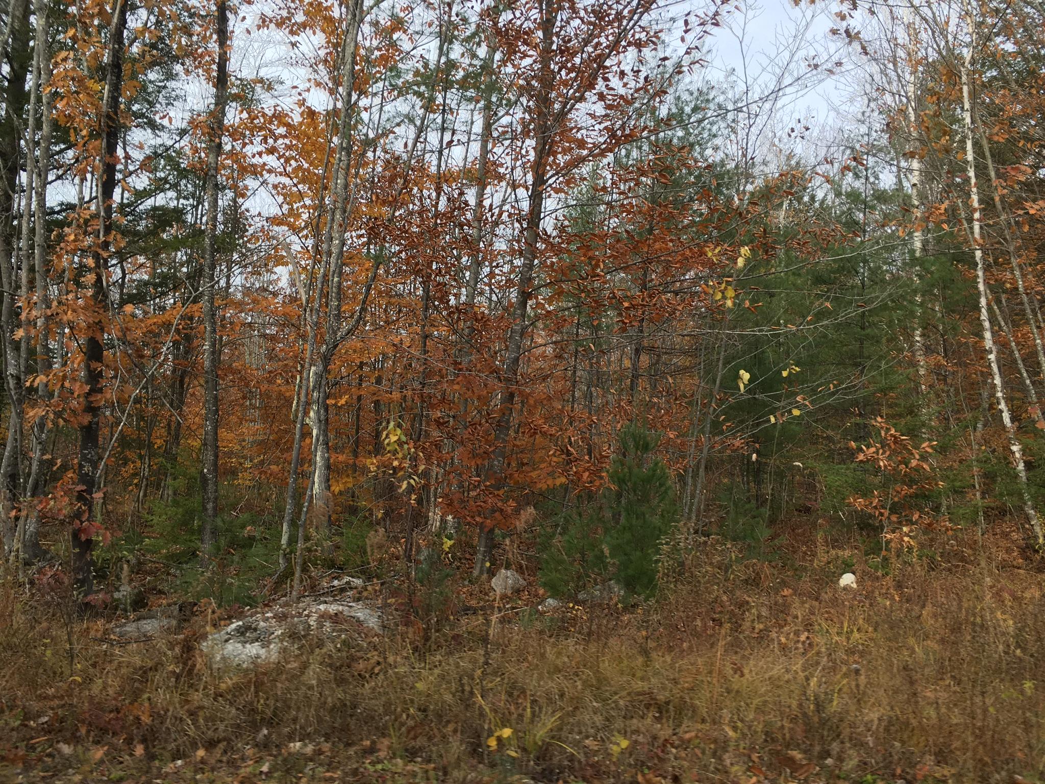 15-acres Convene Road Sebago, ME 04029 - Photo 5 of 12 FE8593DC-69E4-4771-83AB-08C9E3D02654