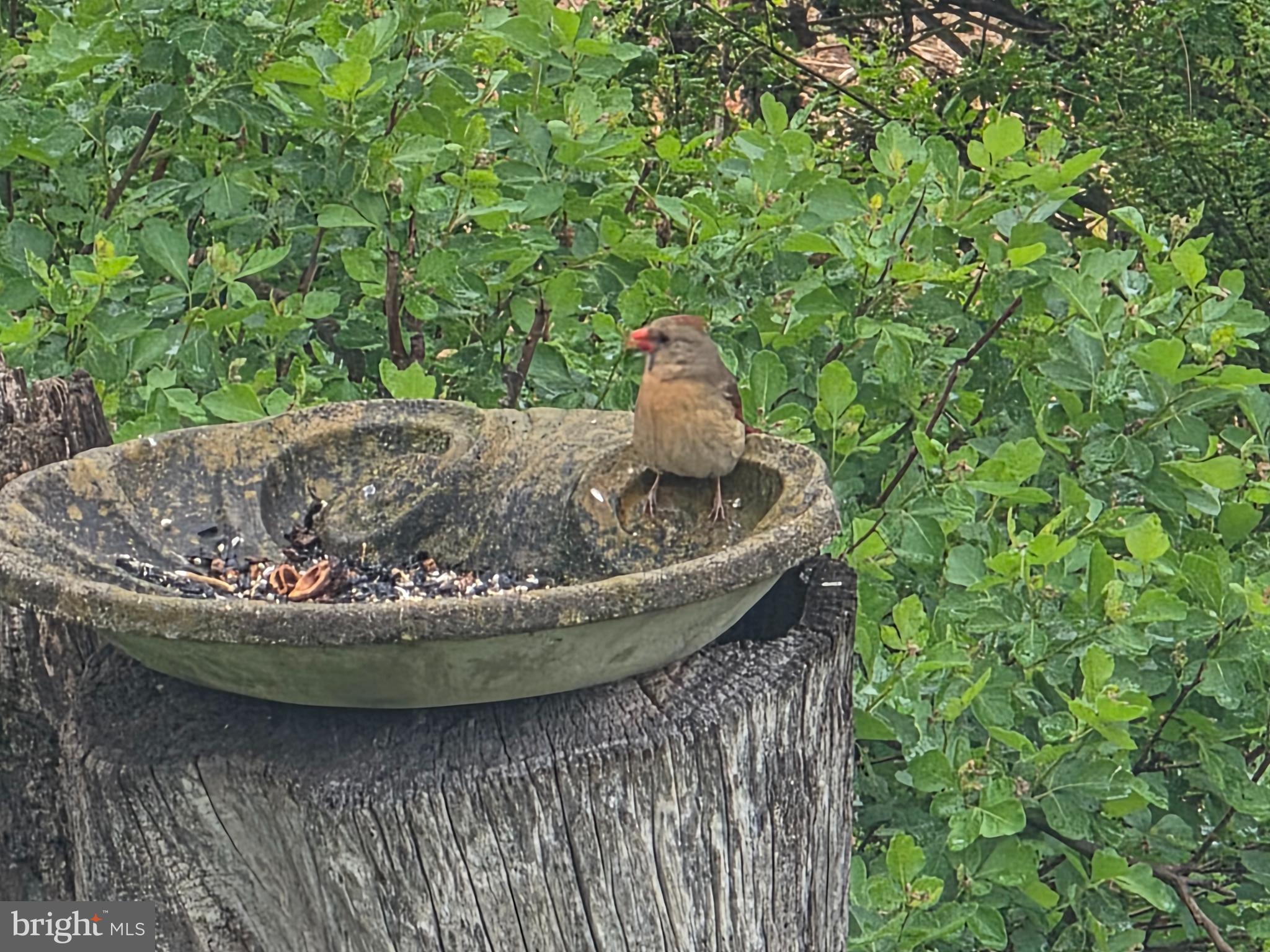 175 South Court Street Luray, VA 22835 - Photo 31 of 43 feeding the birds