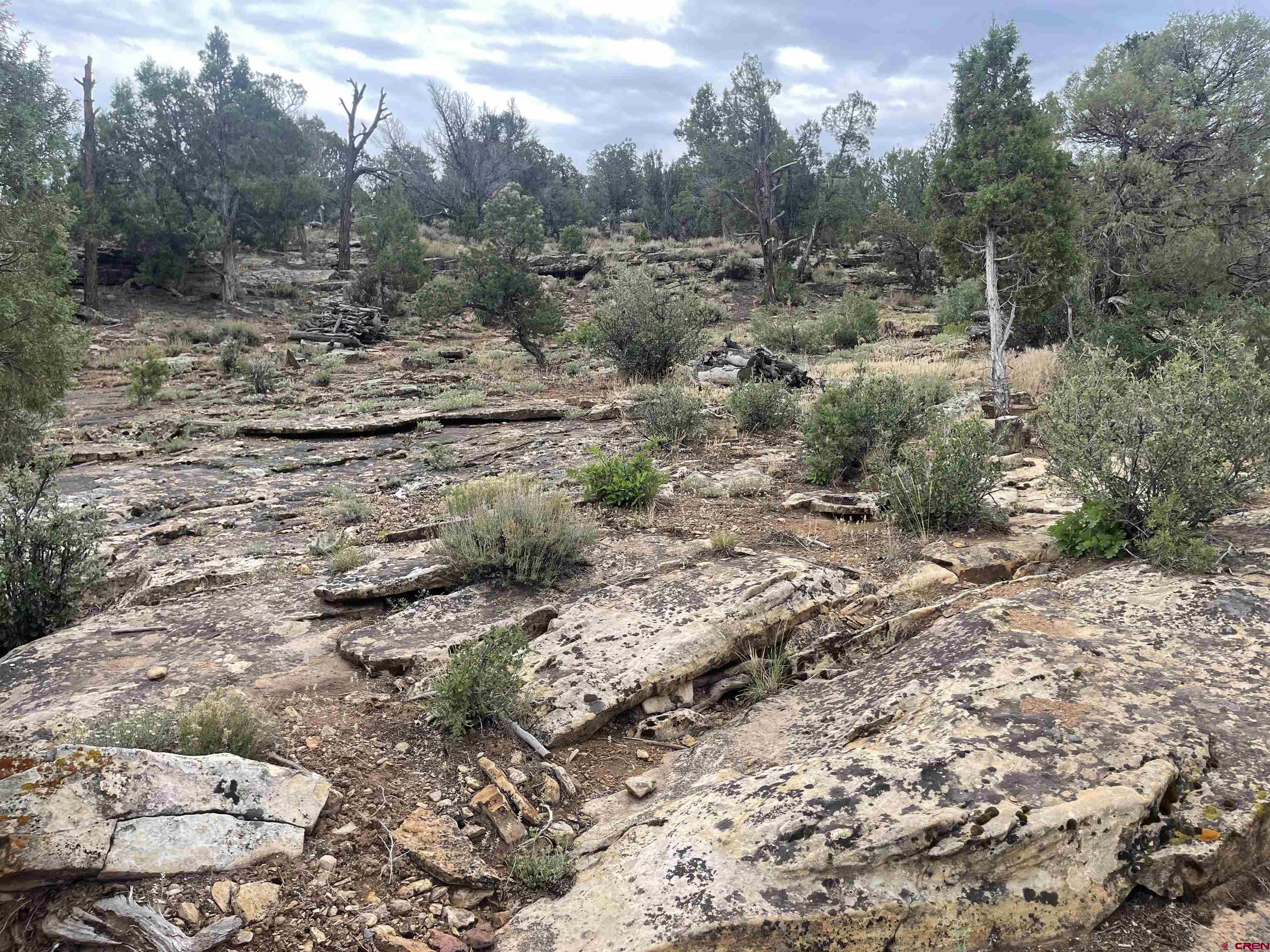 78114 Basalt Road Crawford, CO 81415 - Photo 35 of 35 a view of a forest with trees