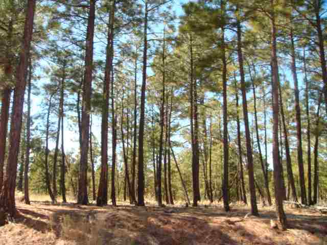 0 Meadow Lane Overgaard, AZ 85933 - Photo 1 of 1
