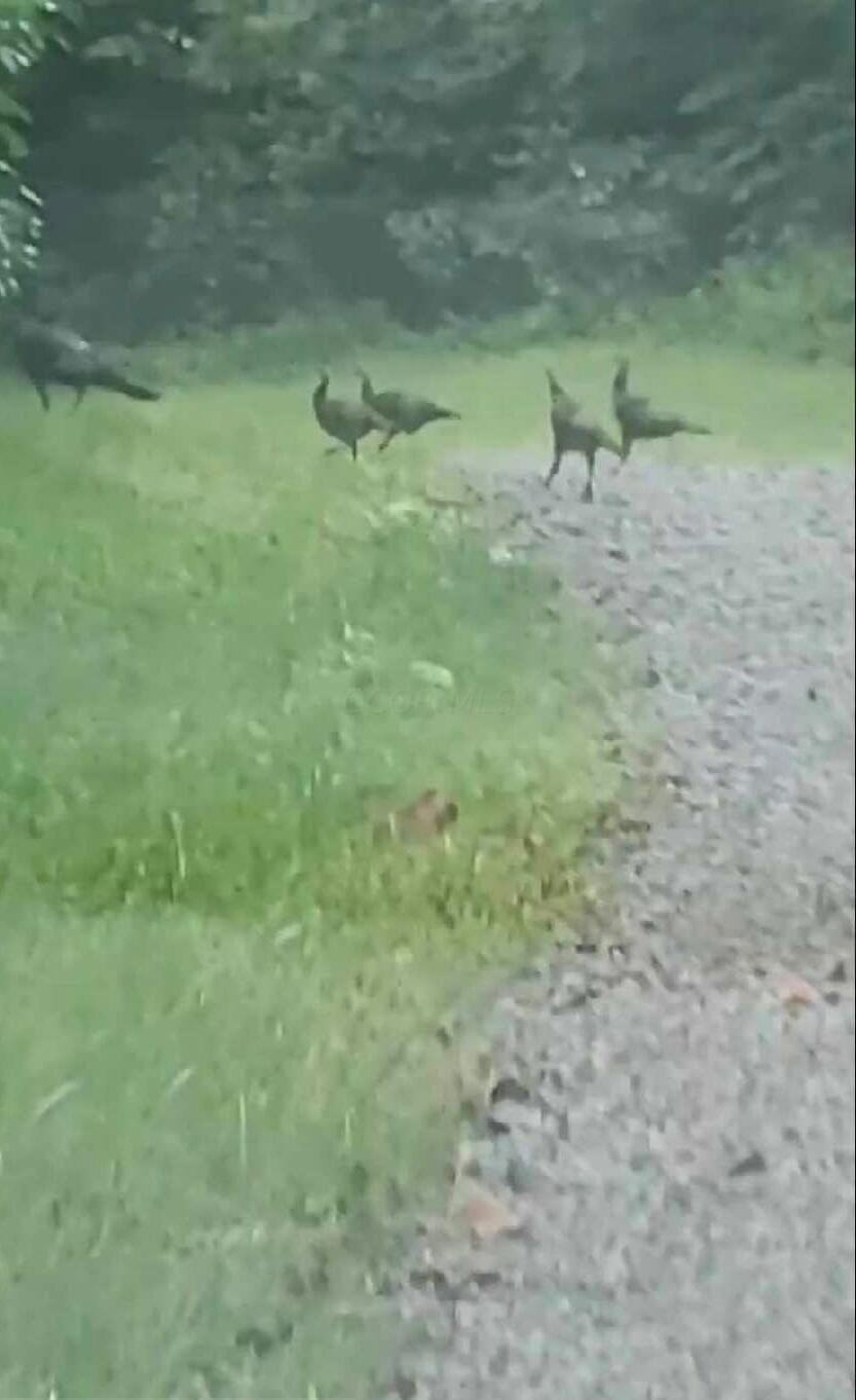4015 Leffler Road Roseville, OH 43777 - Photo 68 of 93 Wildlife
