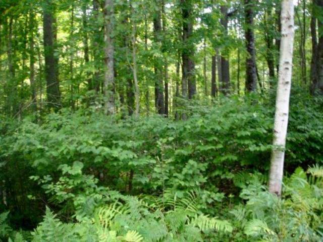 On Deerskin Road, Unit LOT #1 Eagle River, WI 54521 - Photo 5 of 9 Gallery Image 5