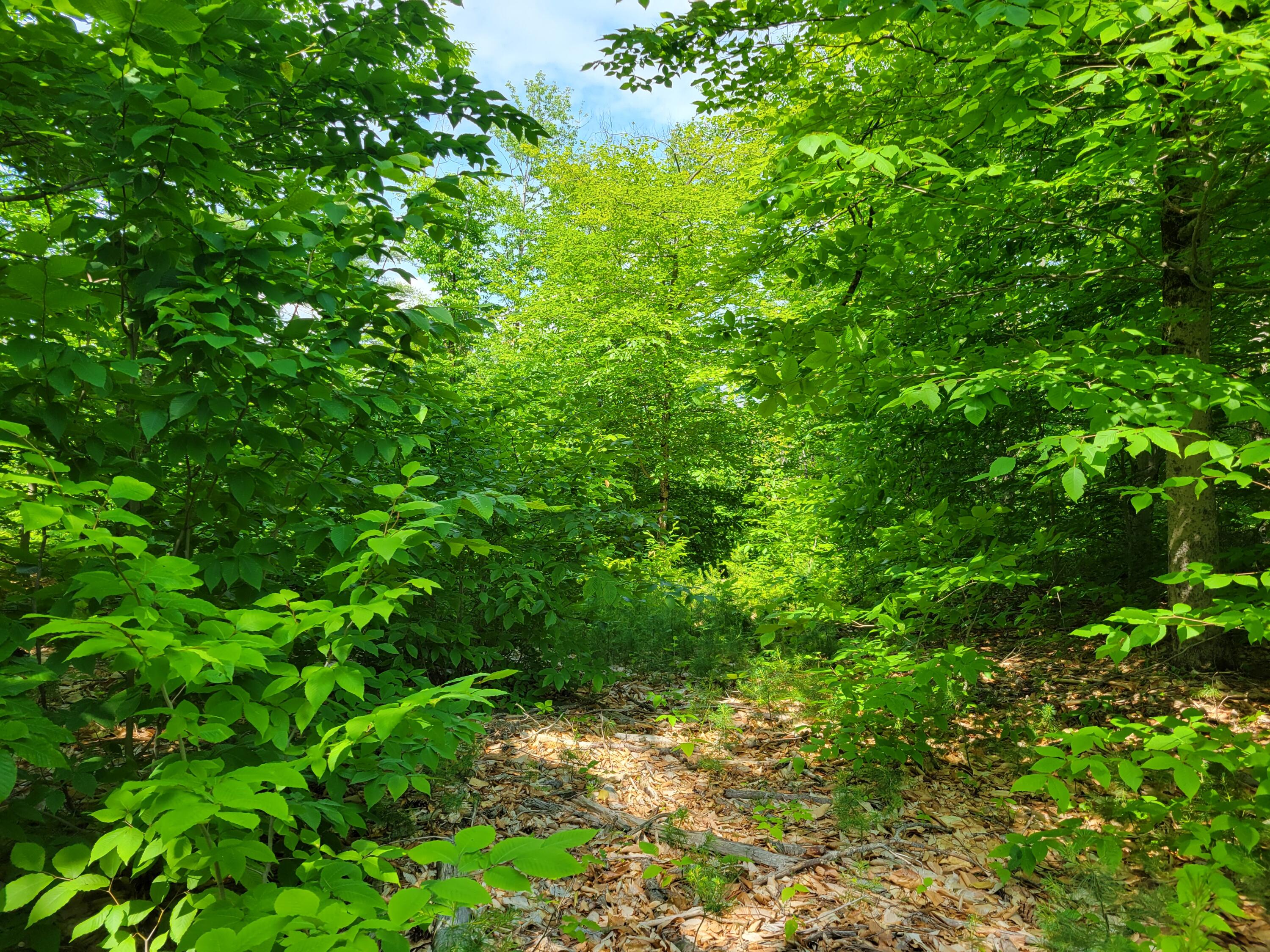 Lot #8 Thurston Road Brownfield, ME 04010 - Photo 4 of 9 20240618_144833 - Copy