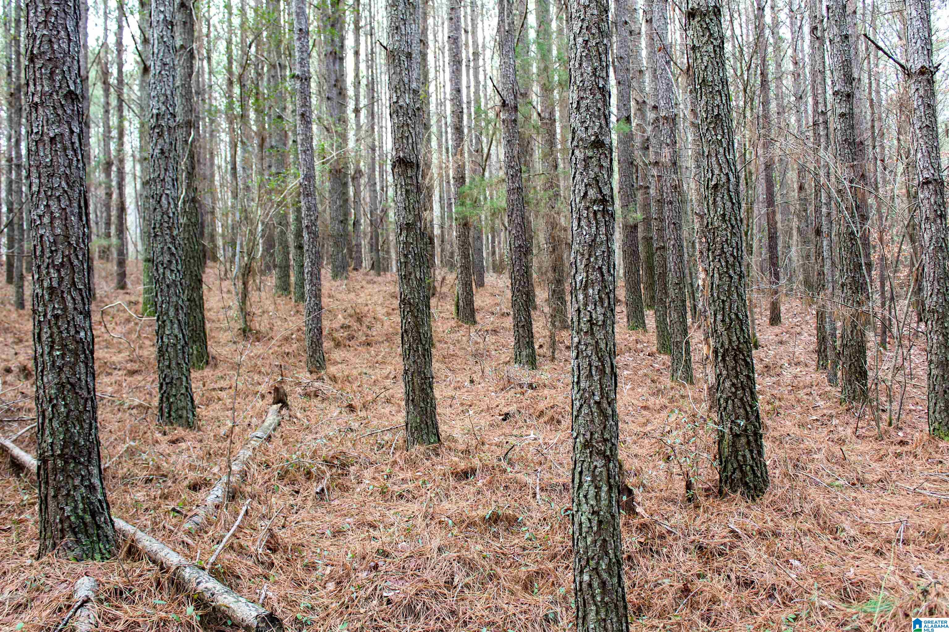 3379 County Road 80, Unit 1 Addison, AL 35540 - Photo 13 of 53