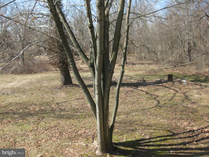 72 West Ruth Avenue Phoenixville, PA 19460 - Photo 14 of 16 Back Yard