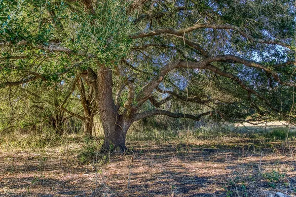 $975,000 | Tbd Pleasant Hill School Road, Brenham, TX 77833