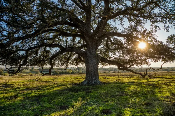 $975,000 | Tbd Pleasant Hill School Road, Brenham, TX 77833