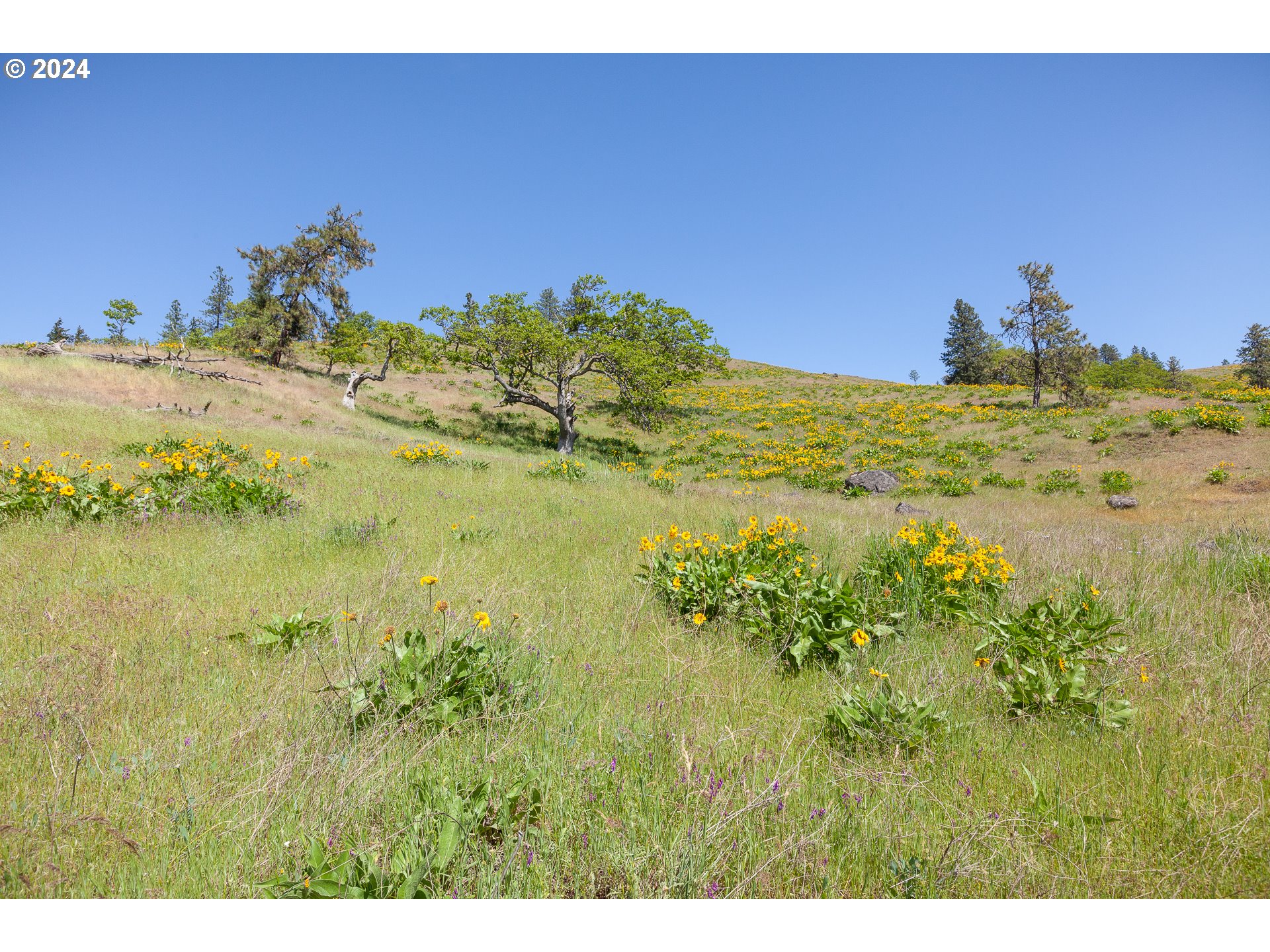 1968 Dry Creek Road Mosier, OR 97040 - Photo 7 of 18 Gallery Image 7