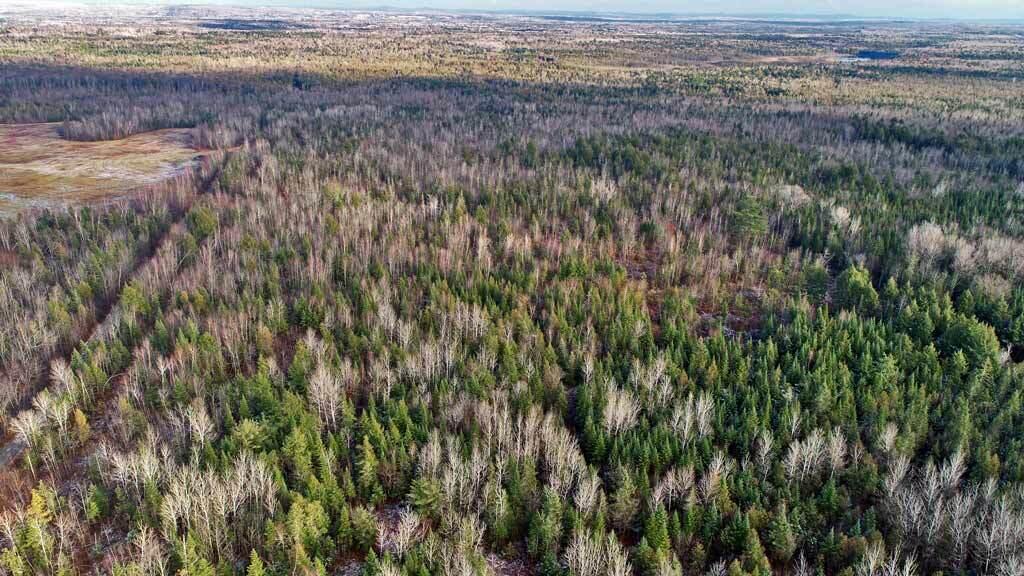 Lot 7 Bangor Road Linneus, ME 04730 - Photo 16 of 24 land-me-aroostook-woodlot