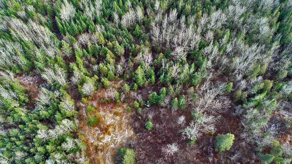 Lot 7 Bangor Road Linneus, ME 04730 - Photo 18 of 24 land-trees-wooded-property