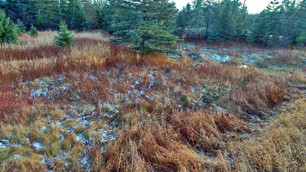 Lot 7 Bangor Road Linneus, ME 04730 - Photo 7 of 24 land-me-northern-acreage