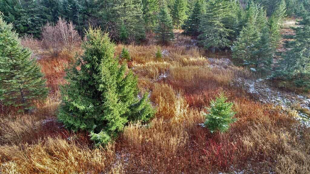 Lot 7 Bangor Road Linneus, ME 04730 - Photo 10 of 24 land-northern-maine