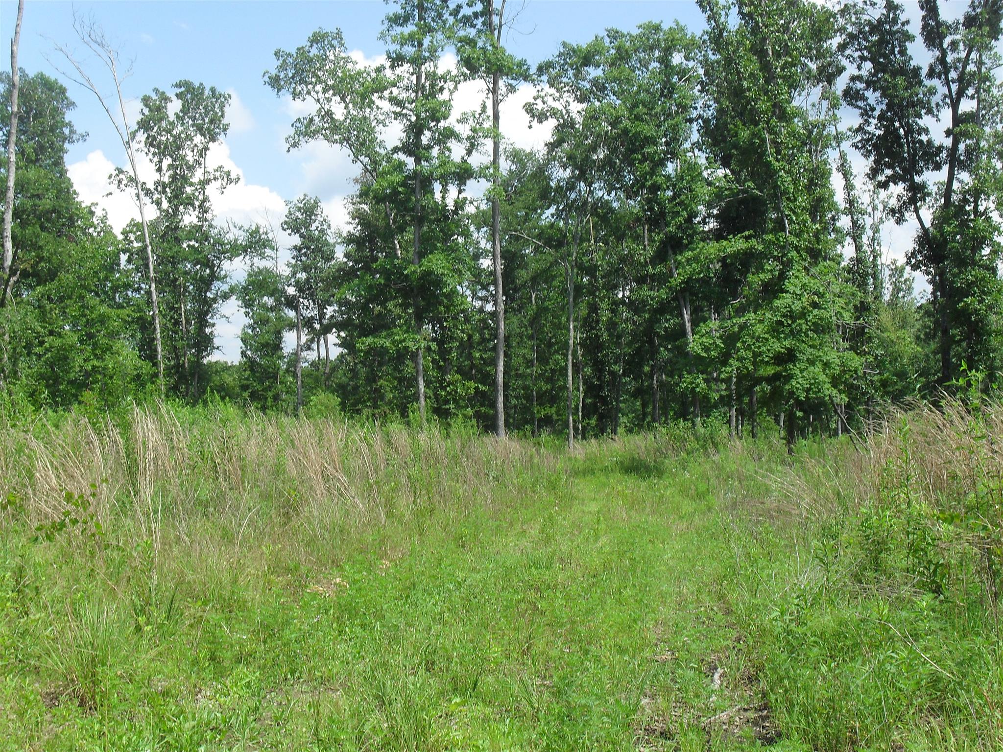 0 Young Road Waverly, TN 37185 - Photo 3 of 8 Gallery Image 3