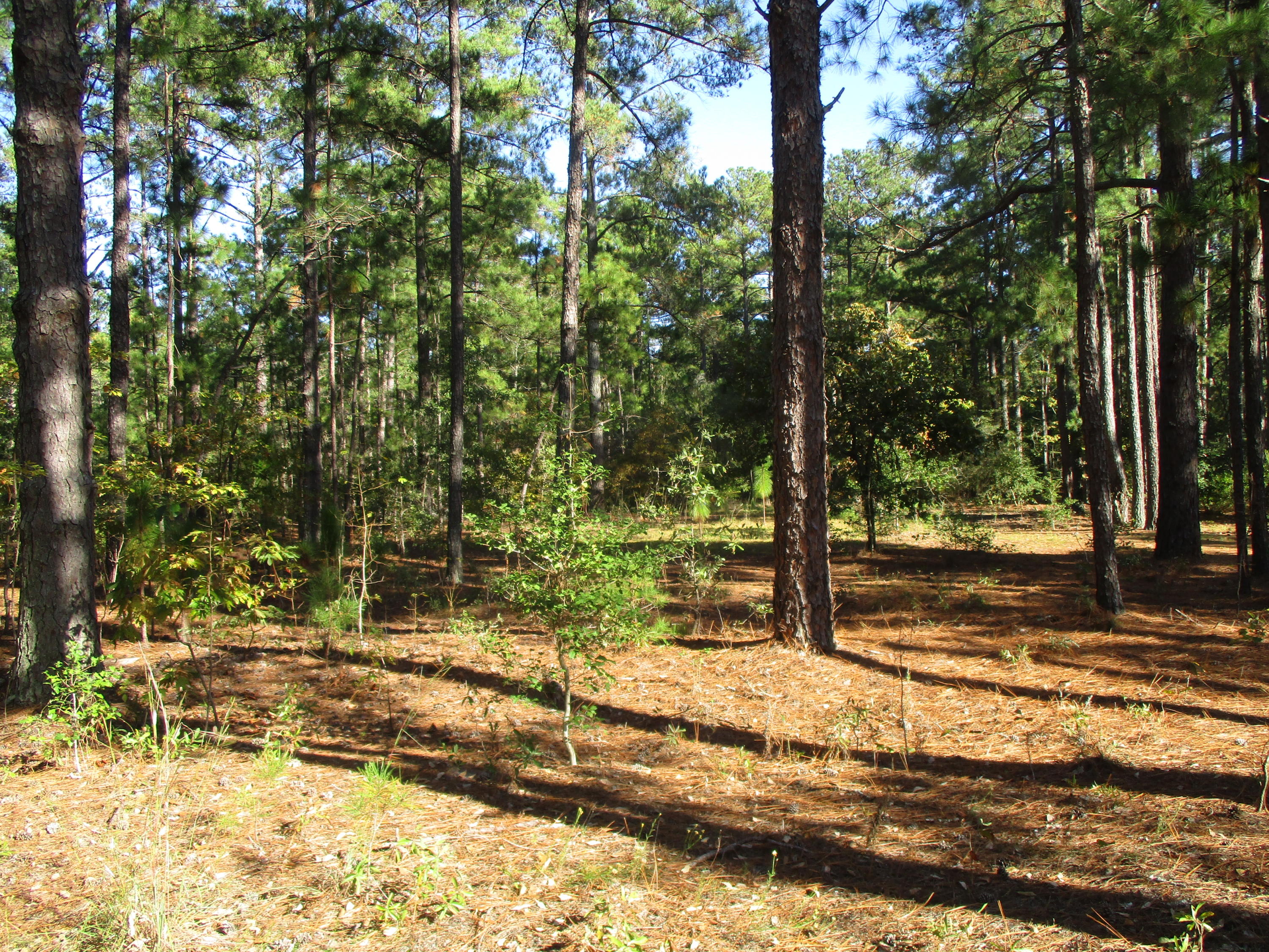 1249 Linden Road Aberdeen, NC 28315 - Photo 3 of 4 IMG_3686