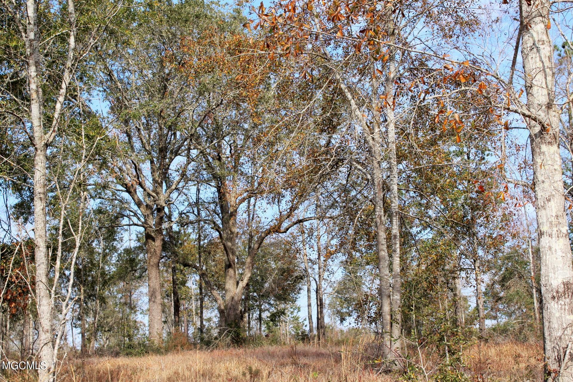 10-ac Buddy Finch Road Lucedale, MS 39452 - Photo 11 of 19 IMG_8444