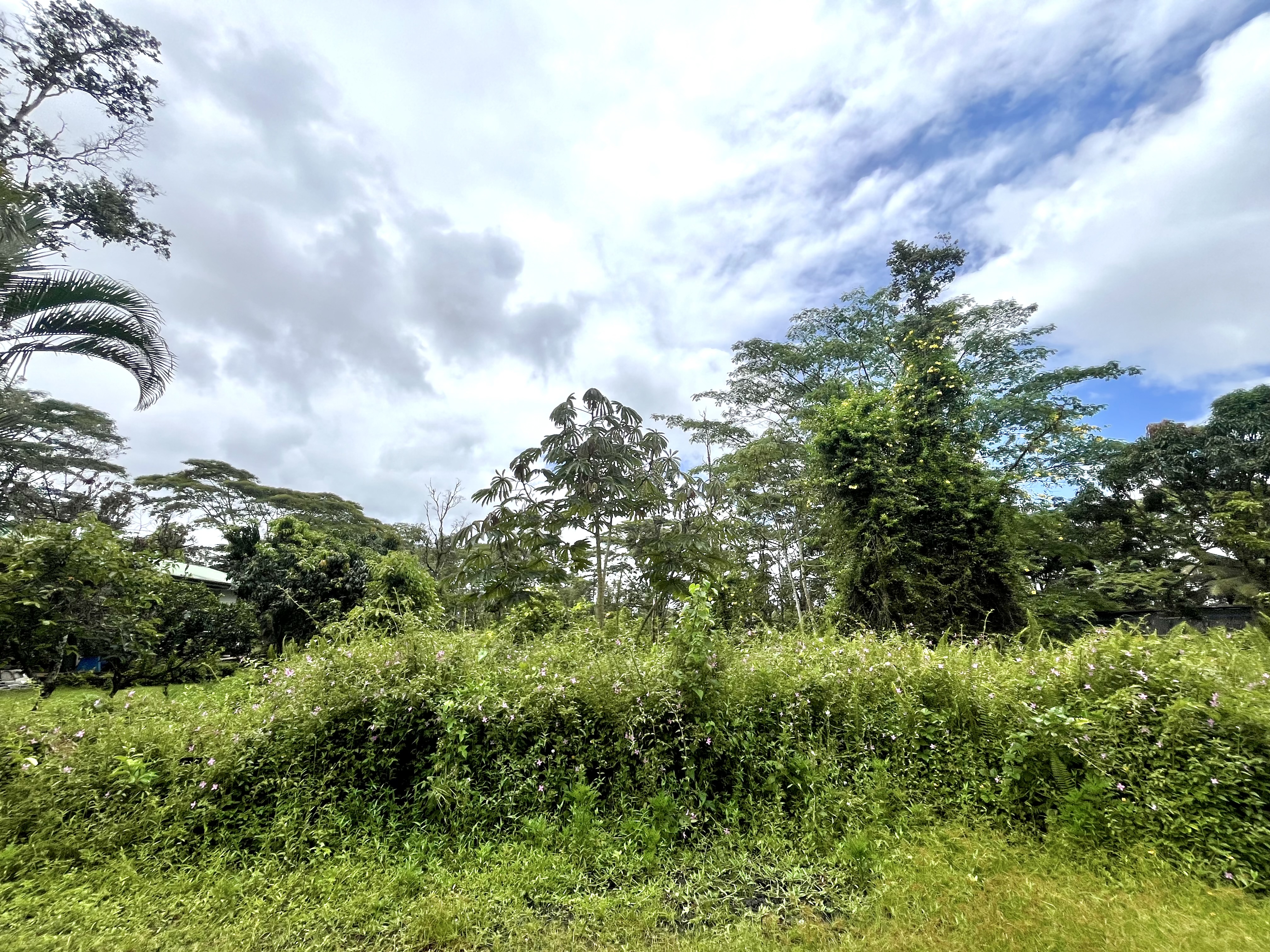 146 Lehua Road Pahoa, HI 96778 - Photo 5 of 6 a view of a bunch of trees