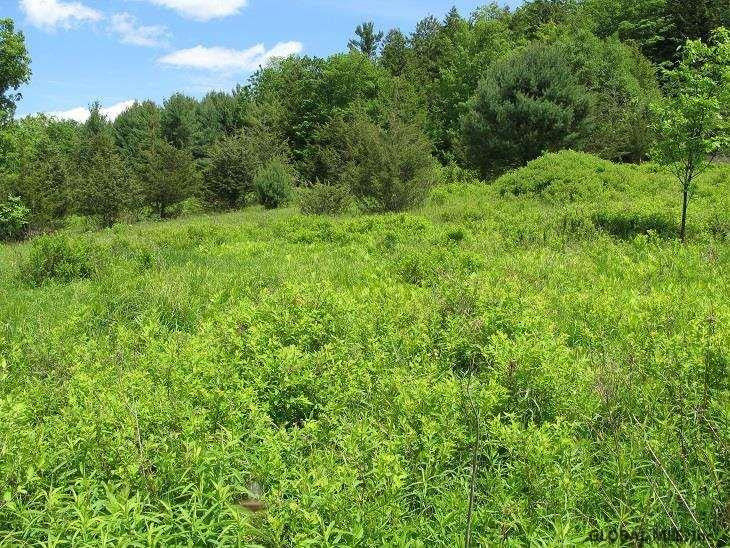 0 Guinea Road Middleburgh, NY 12122 - Photo 3 of 13 Photo 3
