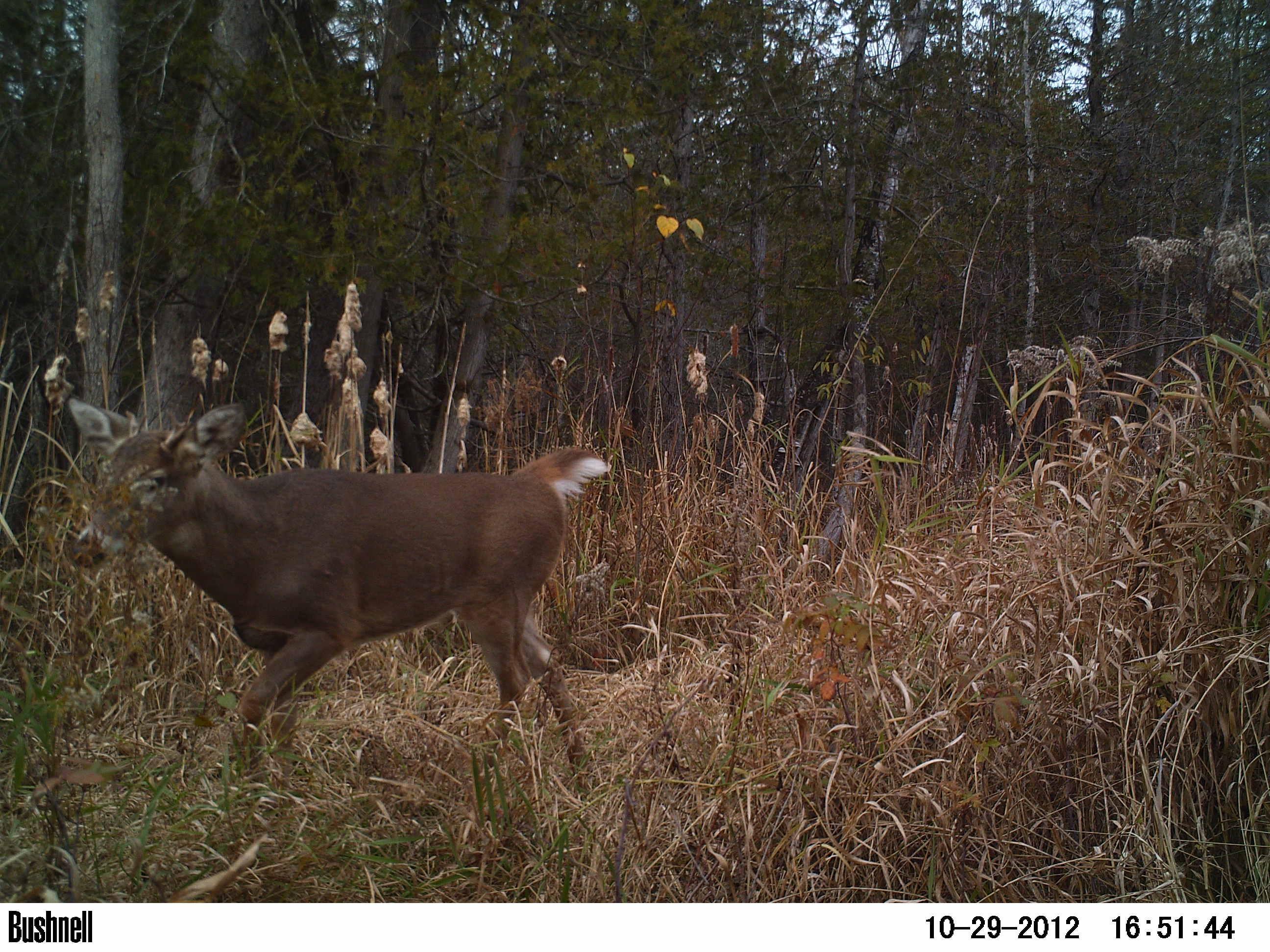 6997 Graham Road Lachine, MI 49753 - Photo 22 of 27 Gallery Image 22