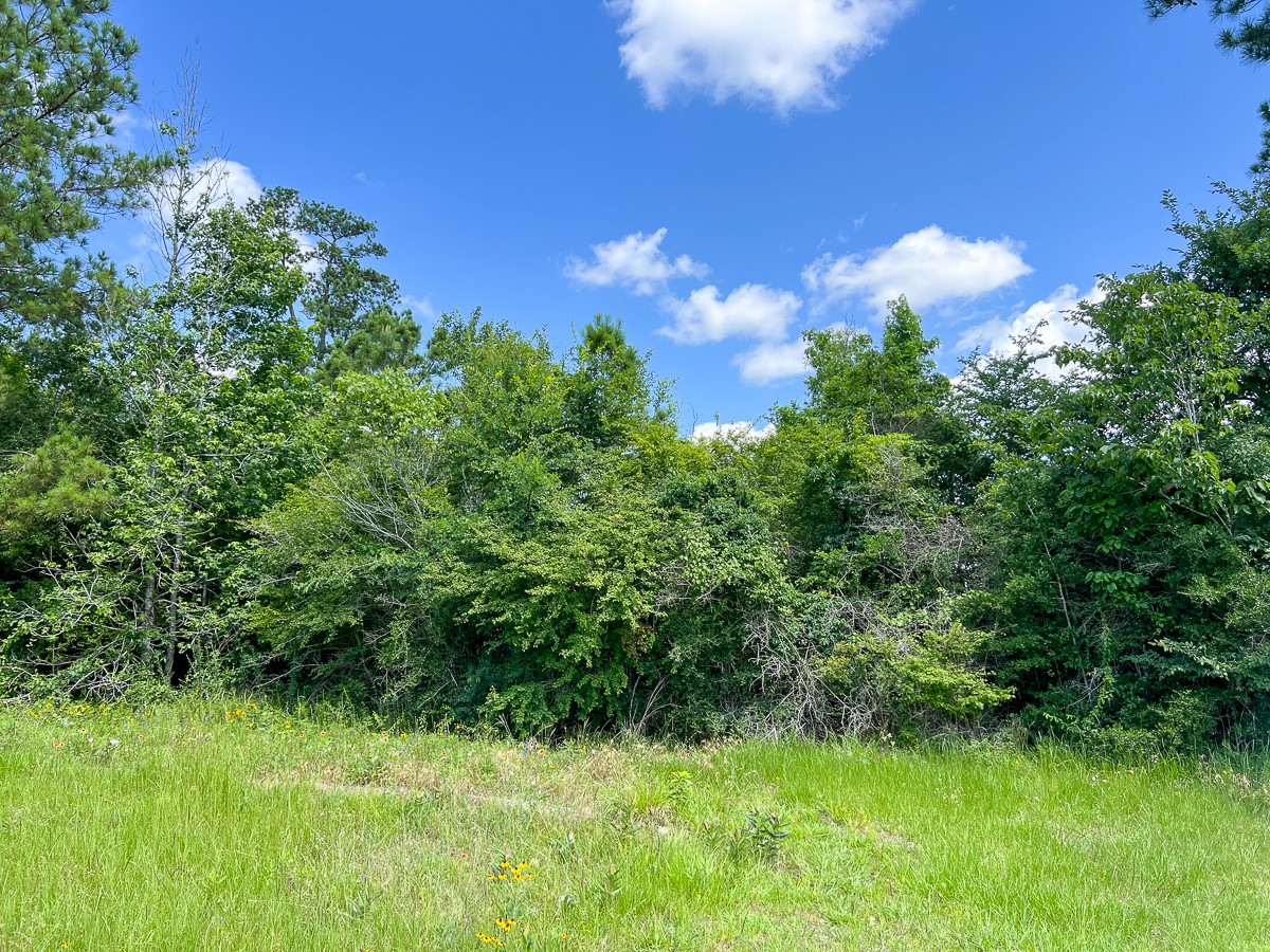 12 Rec Road 255 Colmesneil, TX 75938 - Photo 2 of 10 a view of a garden