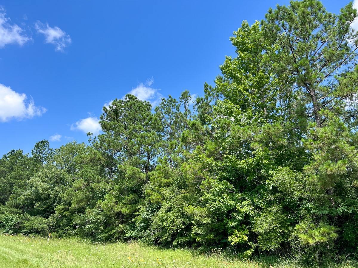 12 Rec Road 255 Colmesneil, TX 75938 - Photo 4 of 10 a view of a garden