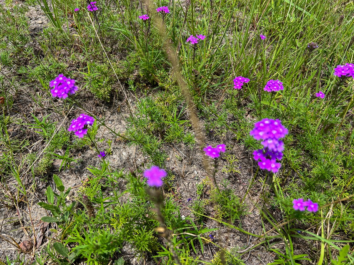 12 Rec Road 255 Colmesneil, TX 75938 - Photo 5 of 10 a view of a flower in a yard