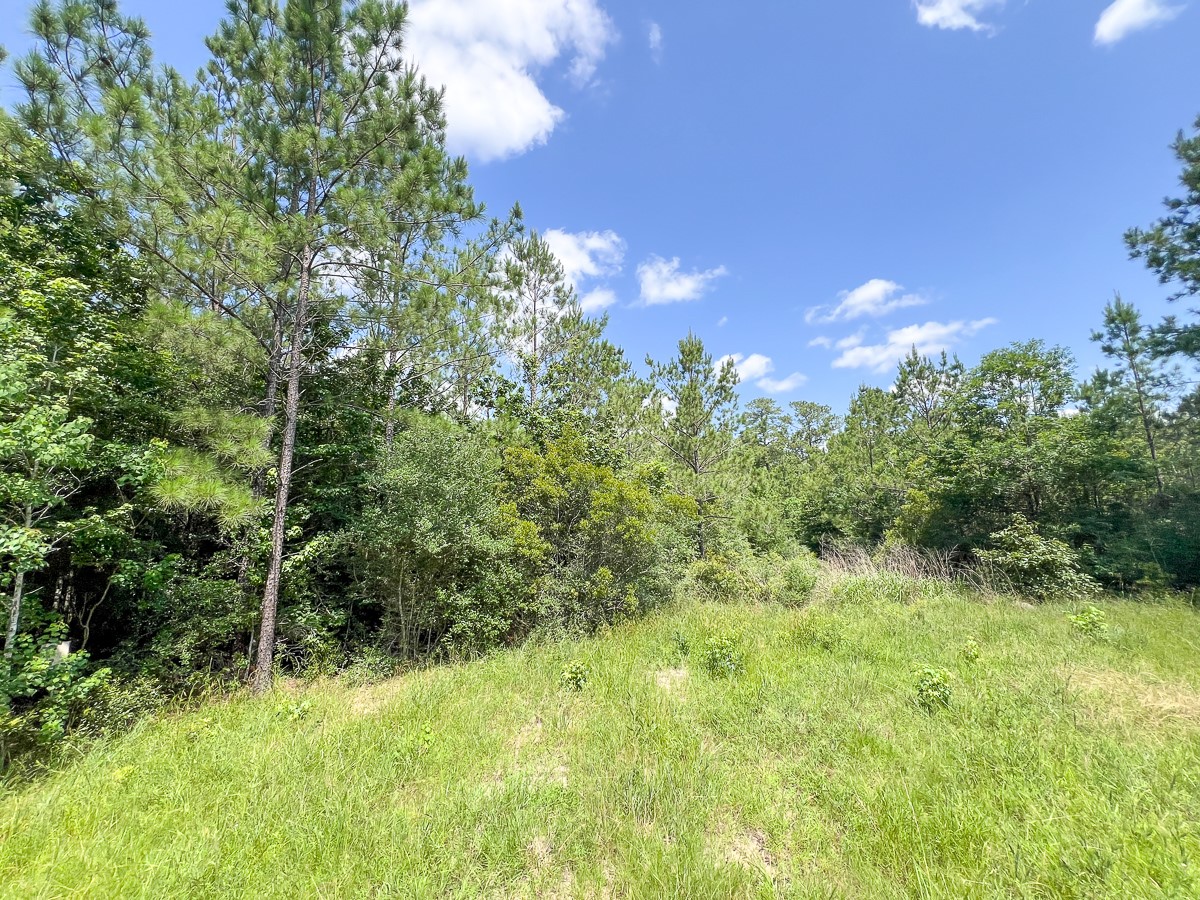 12 Rec Road 255 Colmesneil, TX 75938 - Photo 6 of 10 a view of a yard with a tree