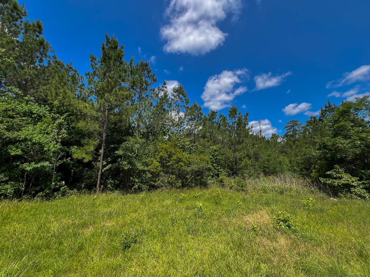12 Rec Road 255 Colmesneil, TX 75938 - Photo 7 of 10