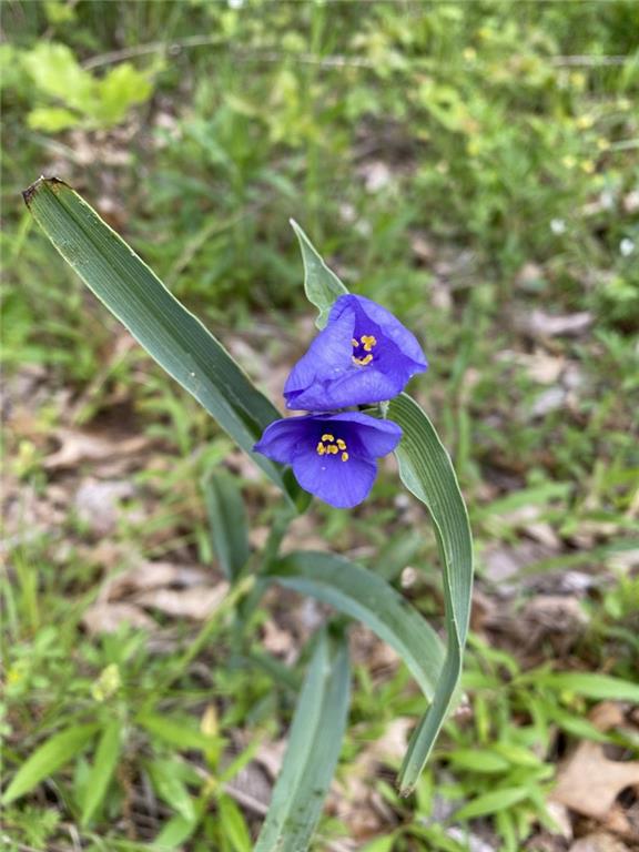 Faulk Road Purdin, MO 64674 - Photo 12 of 13