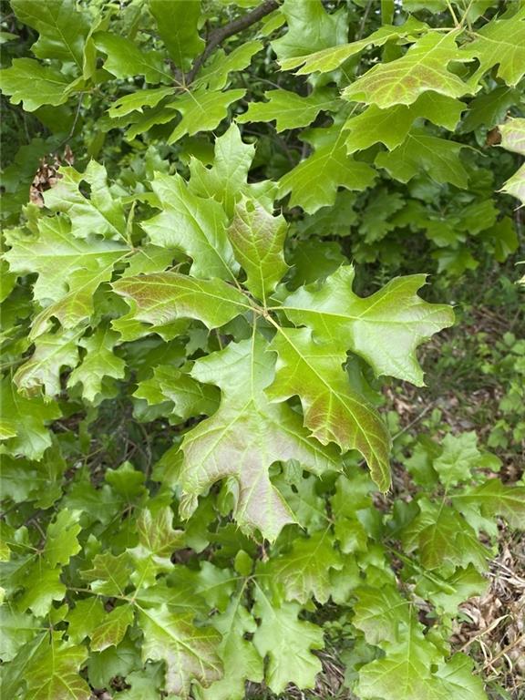 Faulk Road Purdin, MO 64674 - Photo 12 of 12