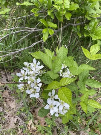 $125,000 | Faulk Road, Purdin, MO 64674