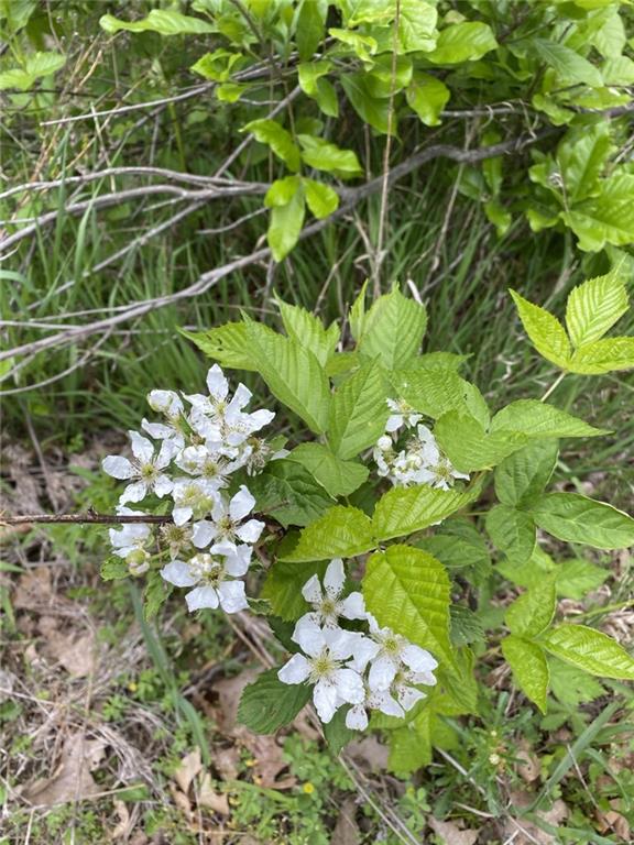 Faulk Road Purdin, MO 64674 - Photo 8 of 12