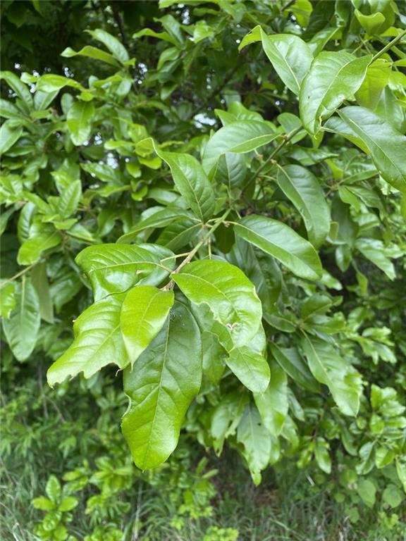 Faulk Road Purdin, MO 64674 - Photo 9 of 12