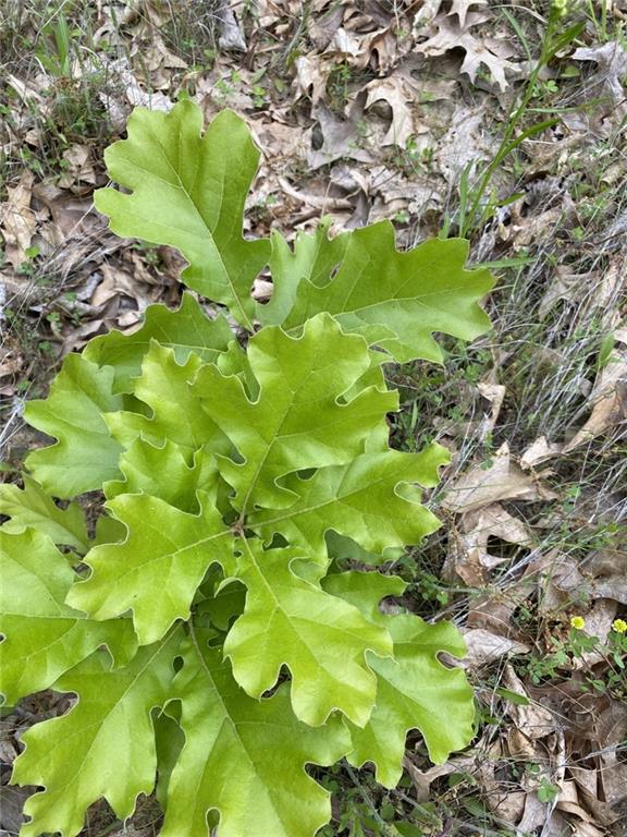 Faulk Road Purdin, MO 64674 - Photo 10 of 12