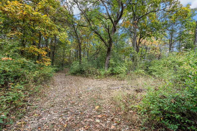 a view of a forest with trees in the background