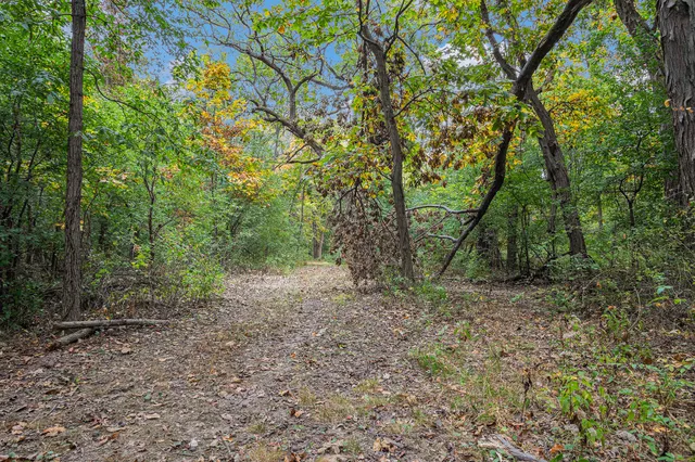 a view of a forest with trees in the background