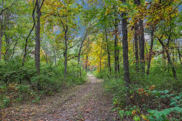 a view of a forest that has large trees