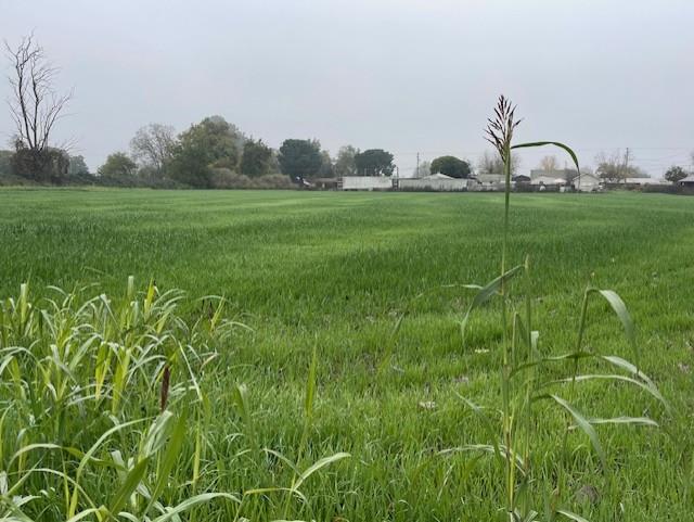 209 East Clausen Road Turlock, CA 95380 - Photo 2 of 4 a view of a park with large trees and a plants