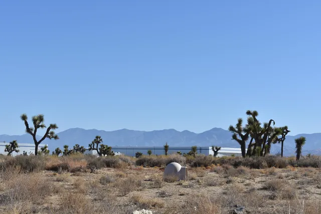 a view of a dry yard with trees