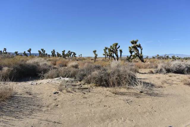 a view of a dry yard with lots of trees
