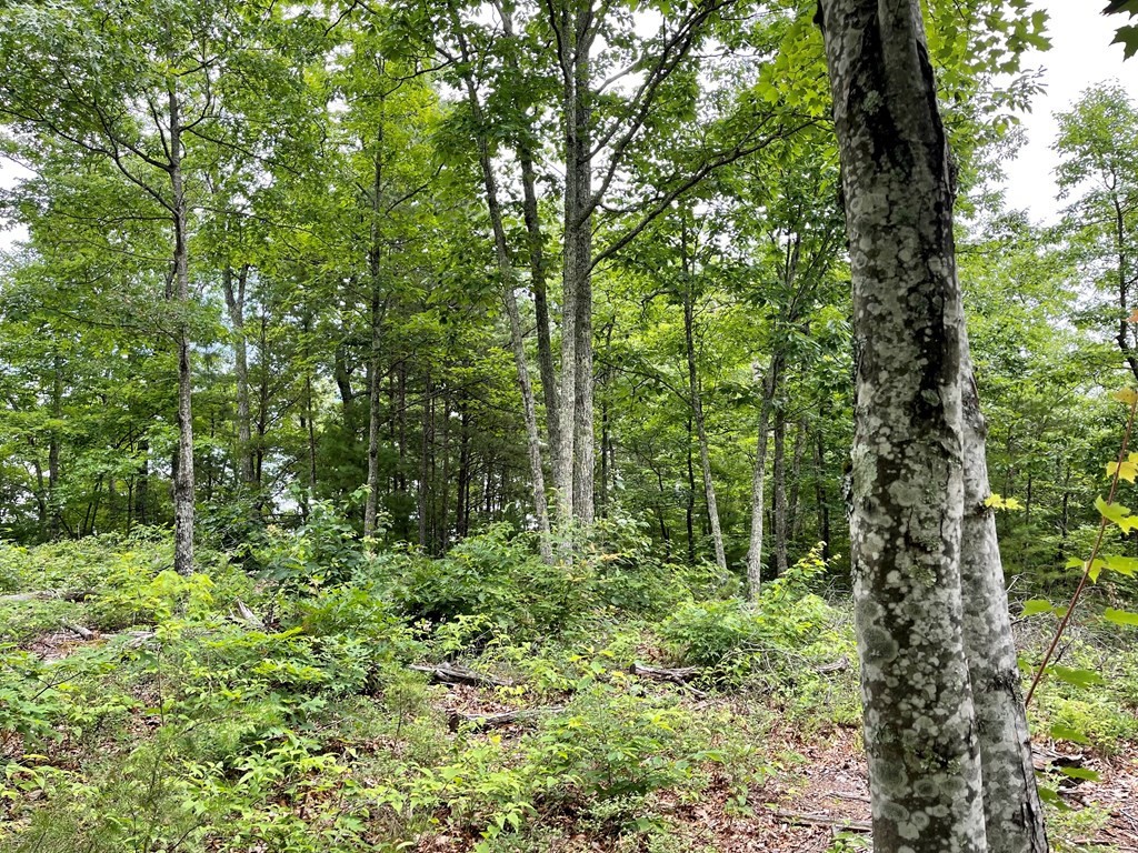 47 Harvest Moon Road Sevierville, TN 37862 - Photo 4 of 9
