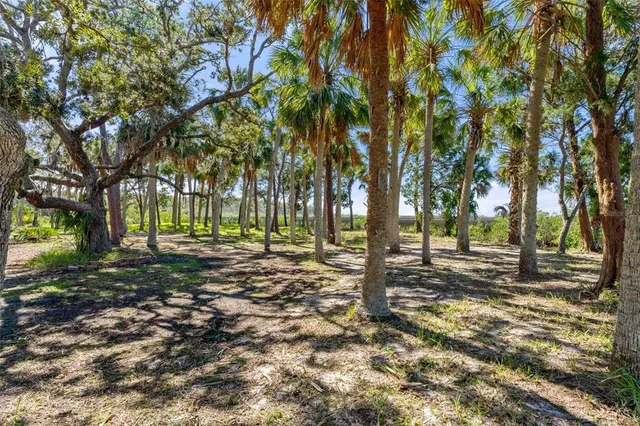a view of a yard with plants and trees