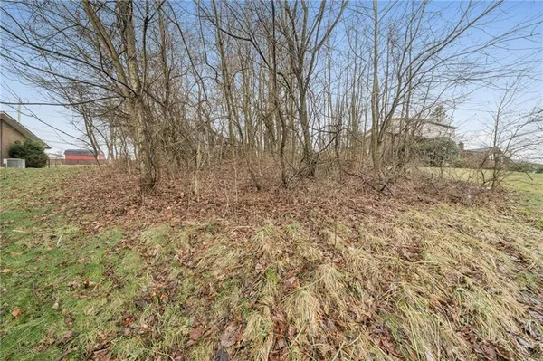 a view of a dry yard with trees