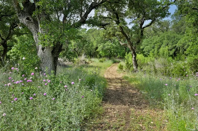 a view of a lush green forest with large trees