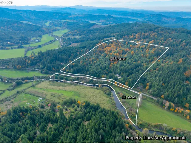 a view of a lush green forest with lots of trees