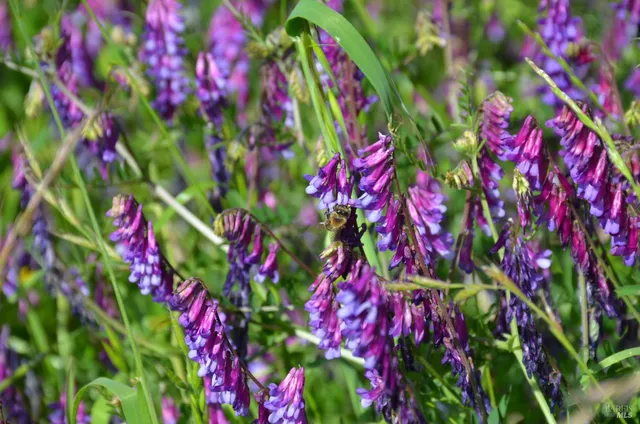 $3,490,000 | 2186 Monticello Road, Napa, CA 94558