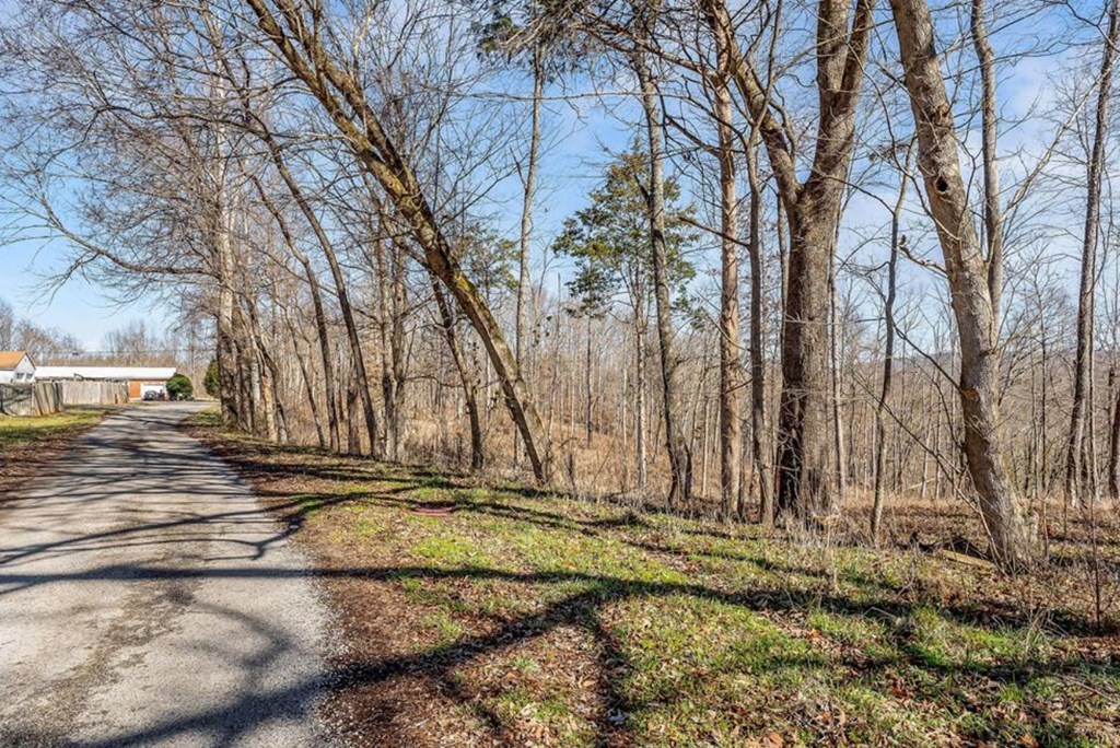0 Forest Circle Sparta, TN 38583 - Photo 13 of 14 a view of yard with large trees