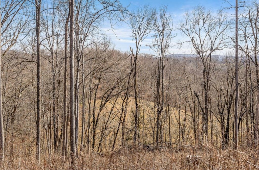0 Forest Circle Sparta, TN 38583 - Photo 14 of 14 a view of forest