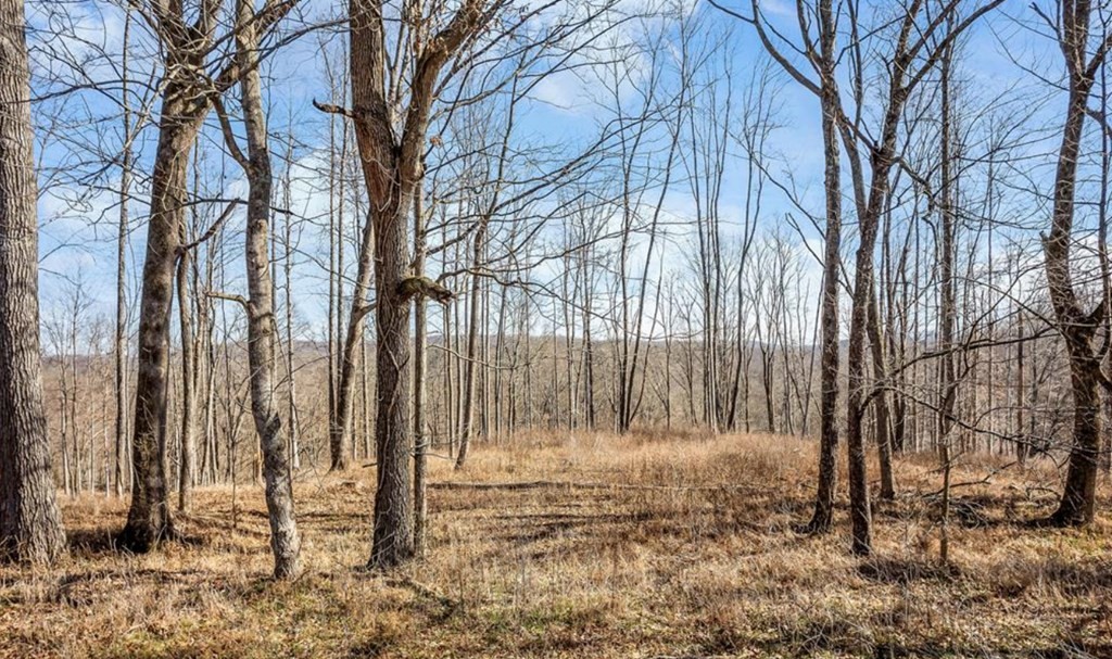 0 Forest Circle Sparta, TN 38583 - Photo 2 of 14 a backyard of a house with lots of green space