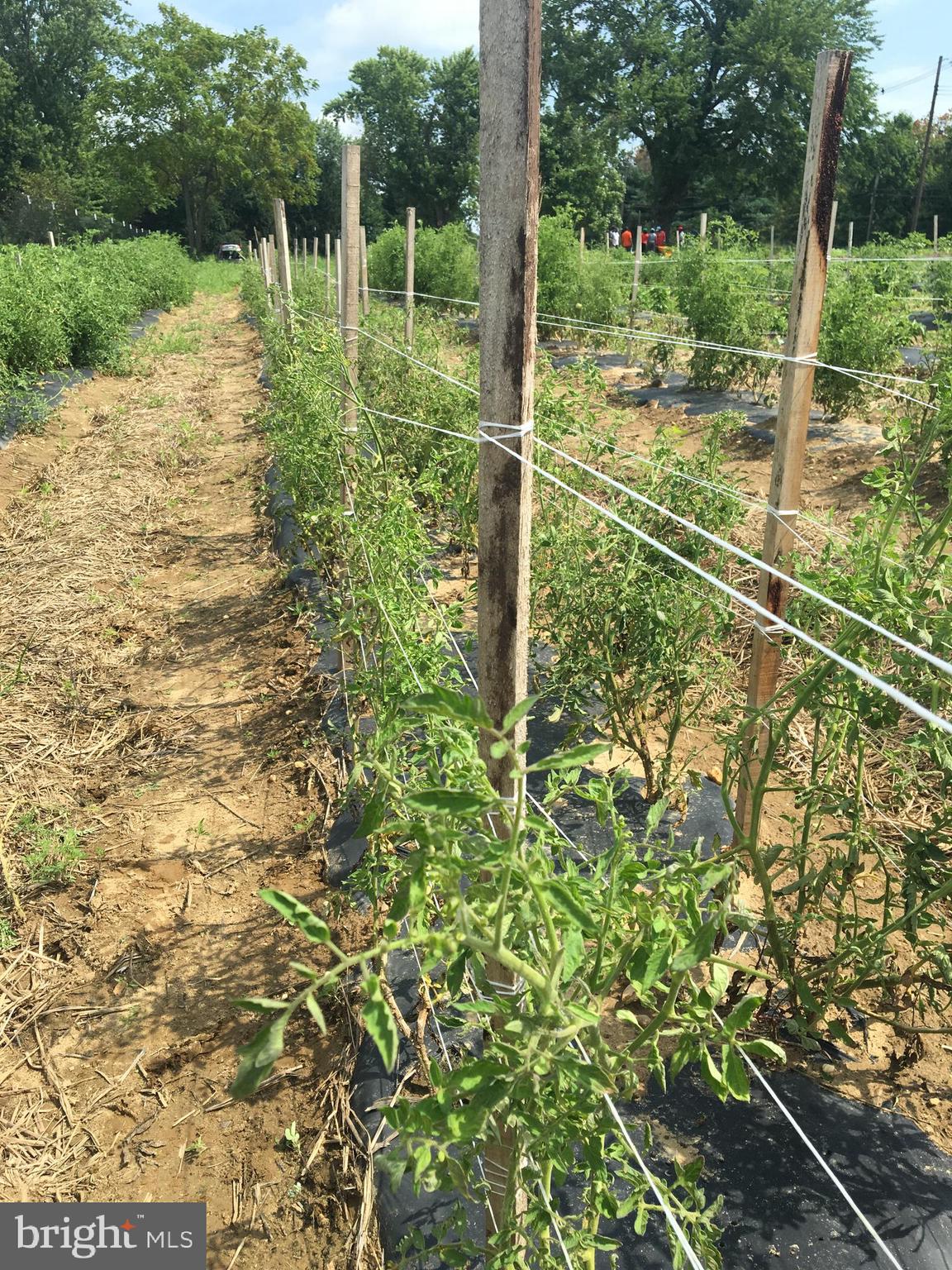 1400 Old York Road Robbinsville, NJ 08691 - Photo 8 of 18 a view of backyard with green space